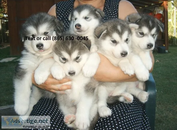 Polerensewea alaskan malamute for sale, 