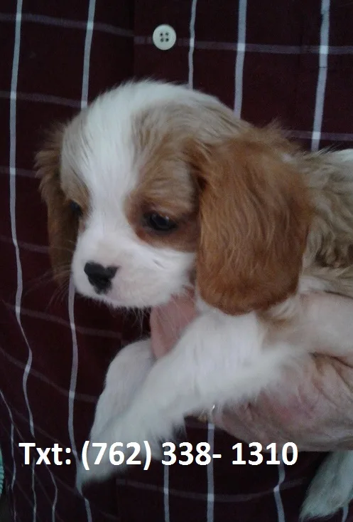 Hmnd king charles spaniel puppies