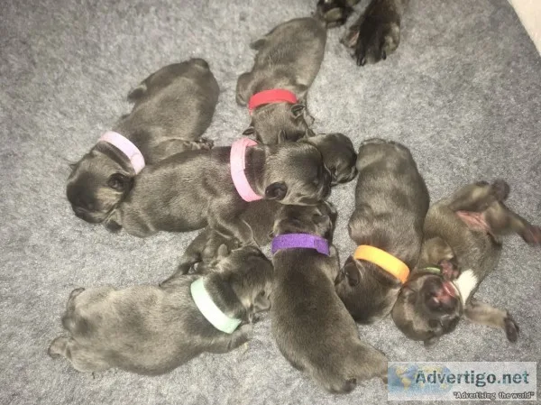 Beautiful akc blue & solid black frenchi