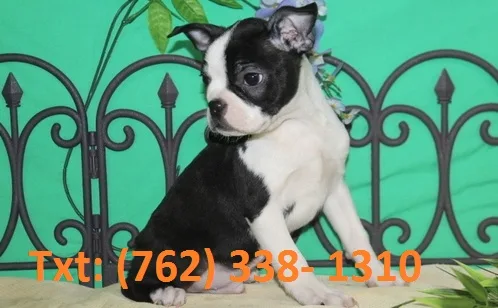 Mksi boston terrier puppies