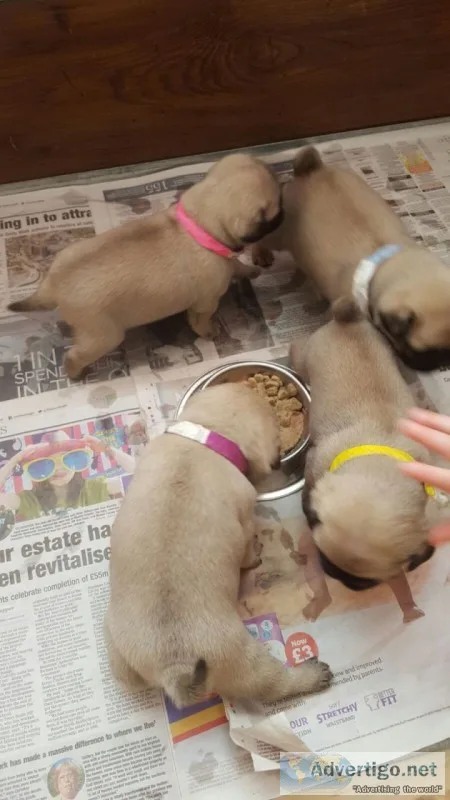 Akc reg pug puppys