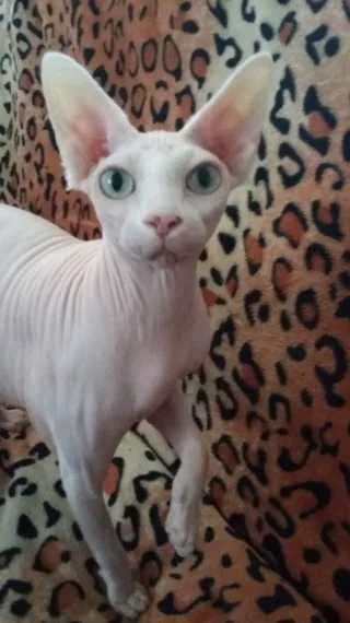 Canadian sphynx 