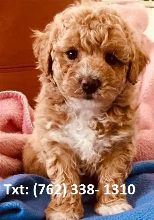 Pslwp mini/ toy poodle puppies