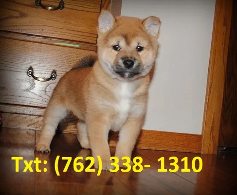 Vhjcfk shiba inu puppies