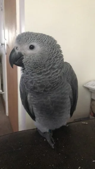 Hand reared african grey