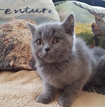 Dfrgdrsvsd  scottish fold kittens
