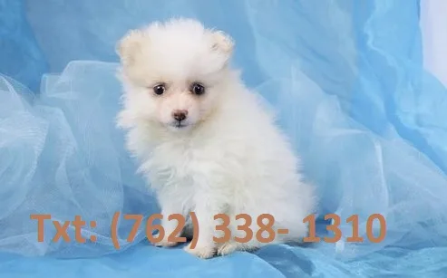 Snw pomeranian puppies