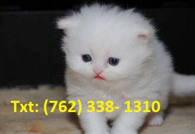 Hopeful persian kittens 