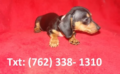Jsyj miniature dachshund puppies
