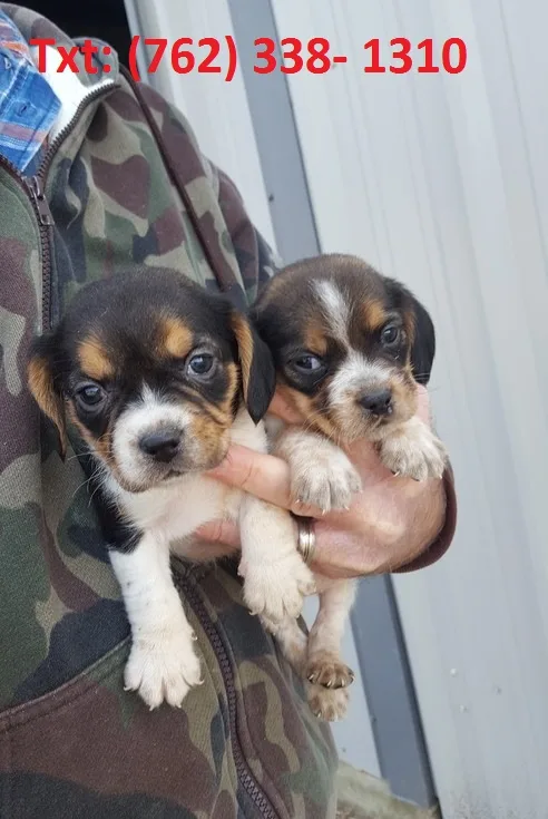 Qwnol beagle puppies