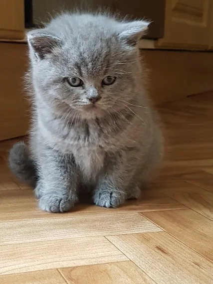 Fdndfthrtb scottish fold kittens