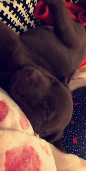 Chocolate labrador puppy 