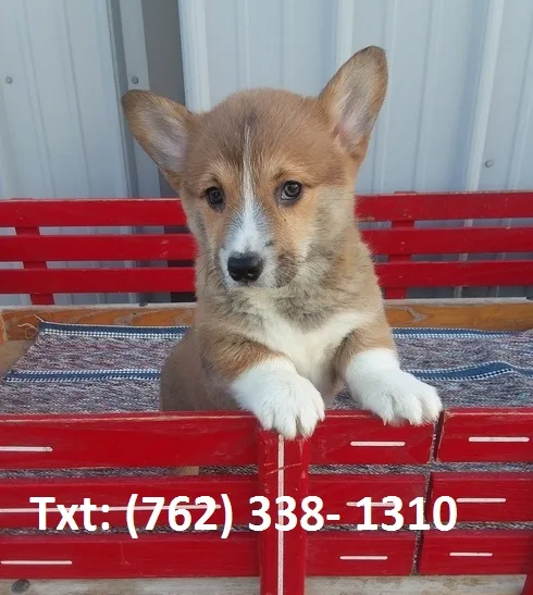 Vfjri pembroke welsh corgi puppies