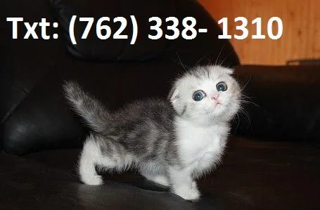 Gnarly munchkin kittens