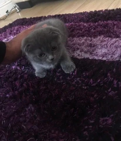 Tevscvv scottish fold kittens