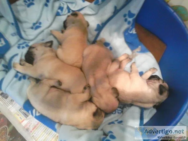 Stunning fawn pug puppies ready now
