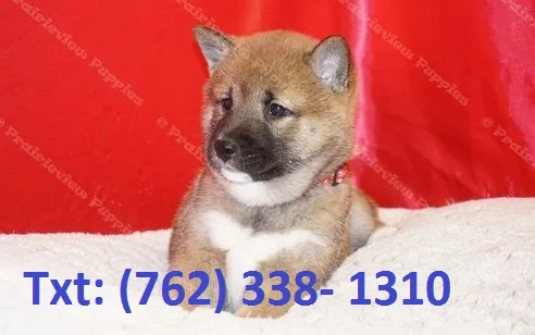 Dtrh shiba inu puppies