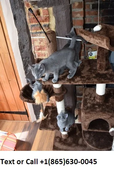 Asopson execellent stunning russian blue