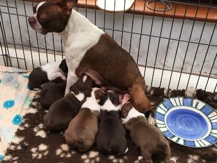 Akc reg boston terriers