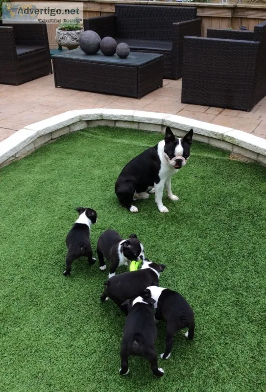 Gorgeous boston terrier puppies 