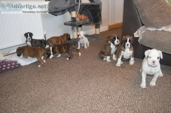 Stunning boxer puppies brindle for sale