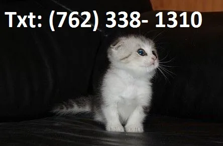 Guiding munchkin kittens 