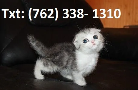 Fertile munchkin kittens for sale