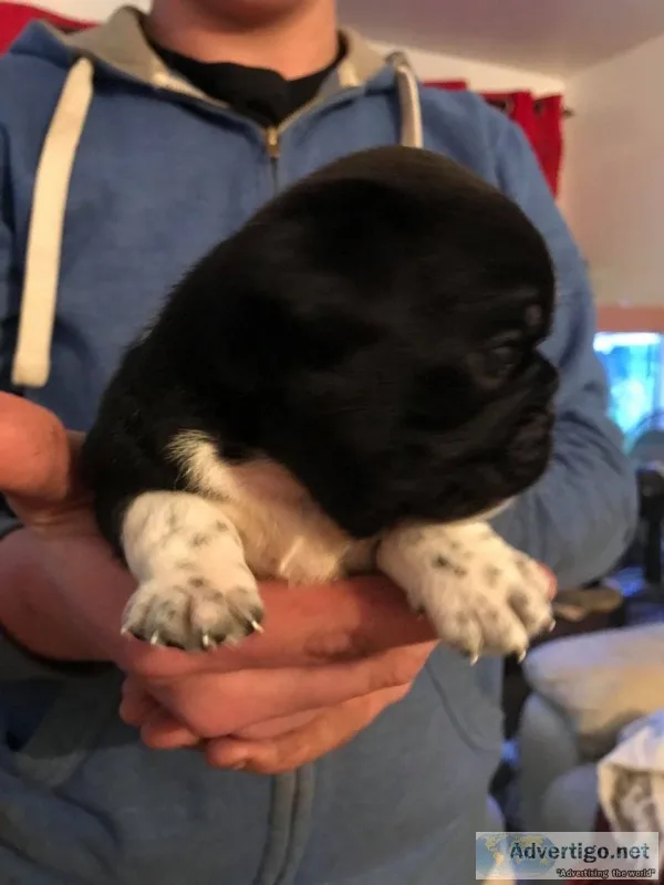 Beautiful boy bobby akc pug registered