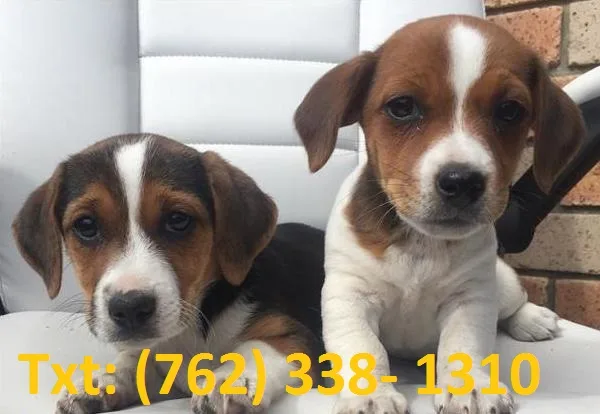 Rhe jack russell terrier puppies 