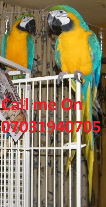 Blue and gold macaws ready 