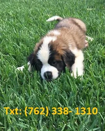 Mlejh st bernard puppies for sale 