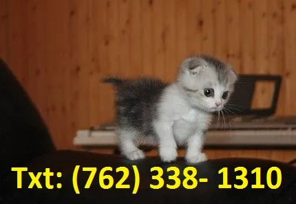  favourite munchkin kittens for sale