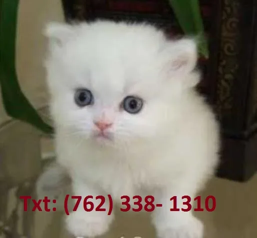 Fantastic persian kittens for sale