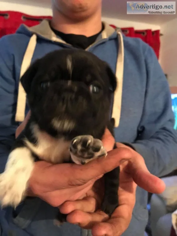 Beautiful boy bobby akc pug registered