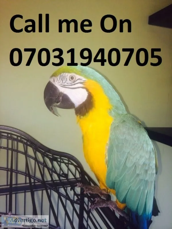 Tame baby blue & gold macaw parrots 