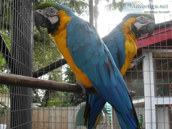 Blue and gold macaw parrots for sale