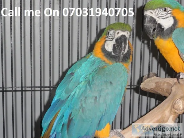 Two blue and gold macaws hand reared tam