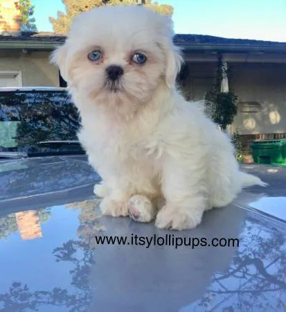 Rare pedigreed blue eyed shih tzu
