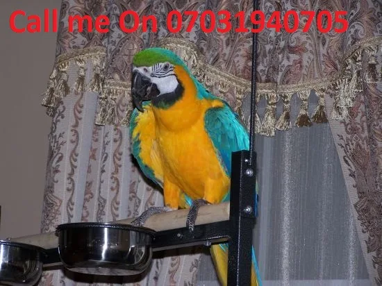 Blue and gold macaw parrots for sale