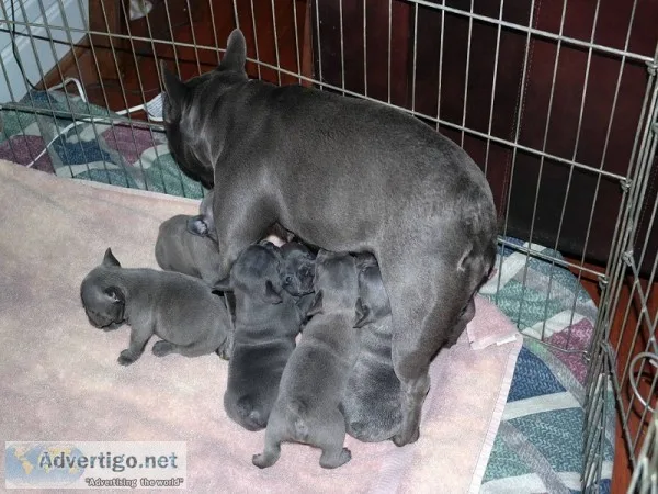 Akc reg french bulldog puppy blue