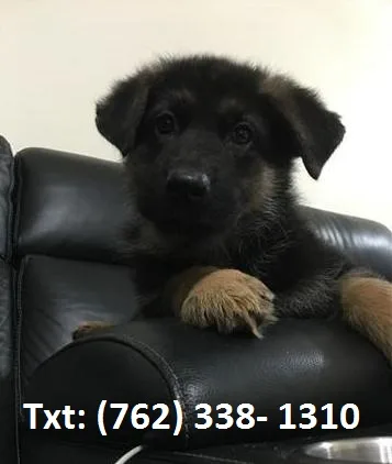 Zkcp german sherpherd puppies for sale 