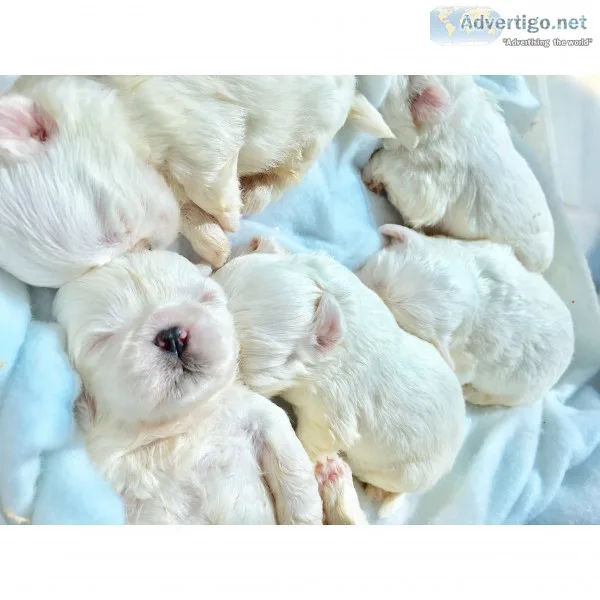 Rare pedigreed blue eyed shih tzu