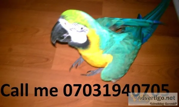 Adorable baby blue & gold macaw parrots 