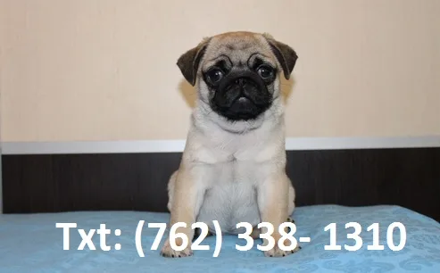 Mtnb pug puppies