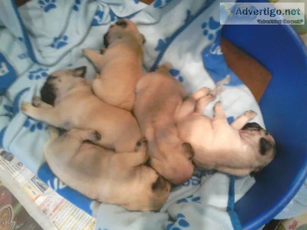 Akc reg pug puppies