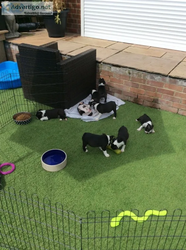 Beautiful boston terrier puppies for sel