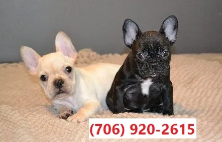 ~~ akc registered french bulls pups now~