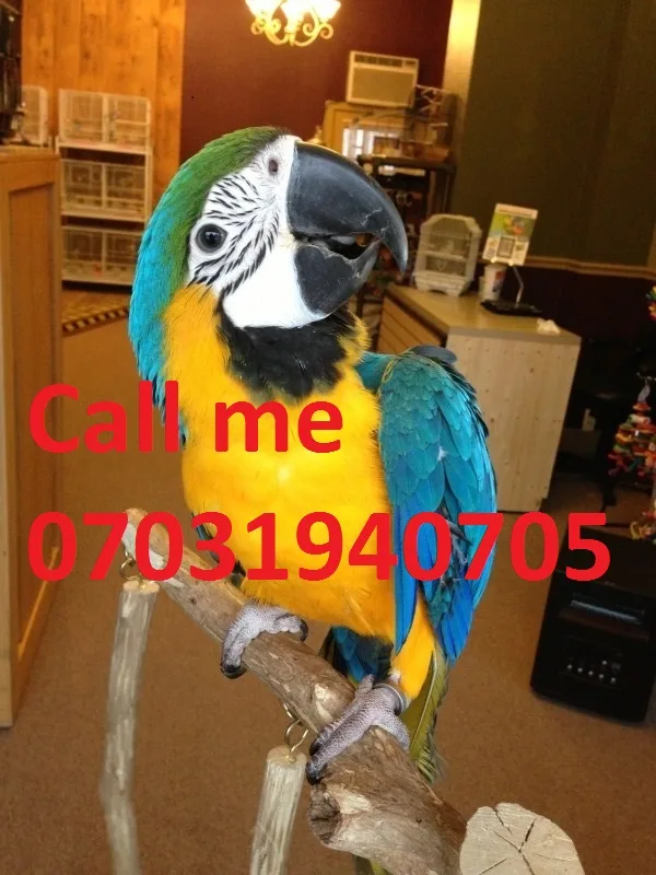 Bonded pair of blue and gold macaws 