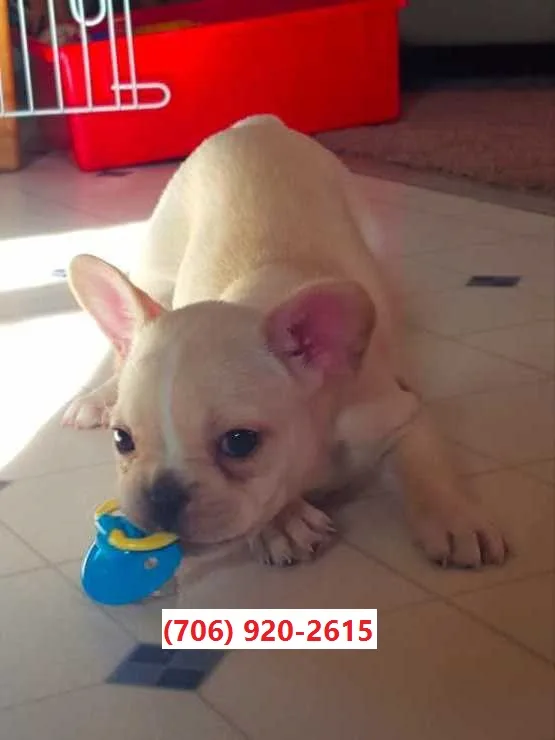 Akc reg handsome french bulls pups 