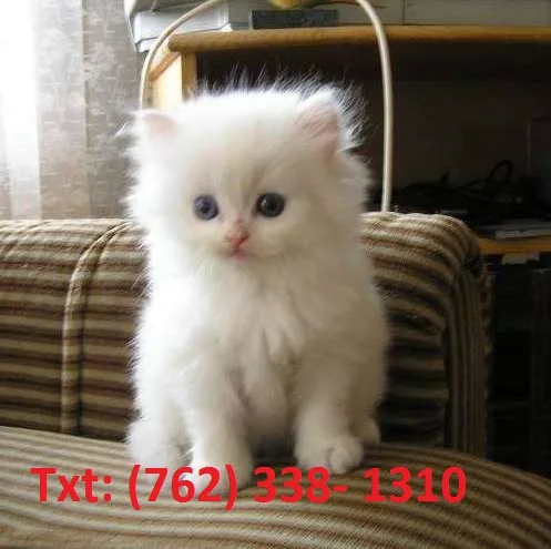 Effectual persian kittens for sale